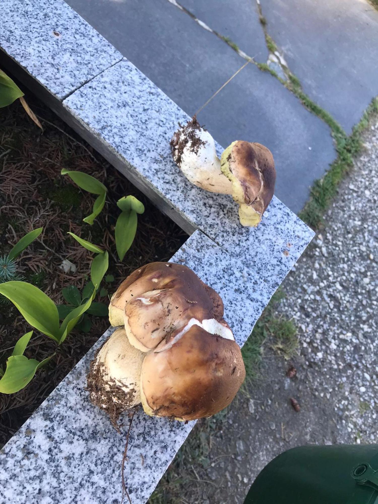 Zur Neuen Post Landgasthof Herzogsreut エクステリア 写真